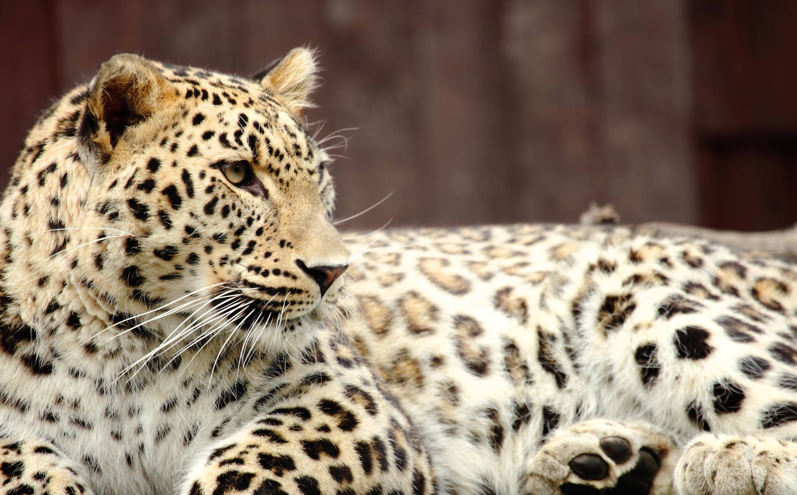 A Beautiful Leopard Resting