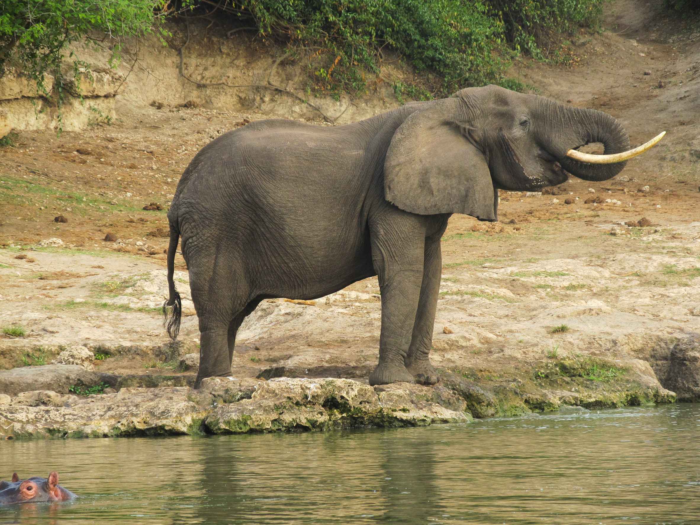 African elephant standing near water