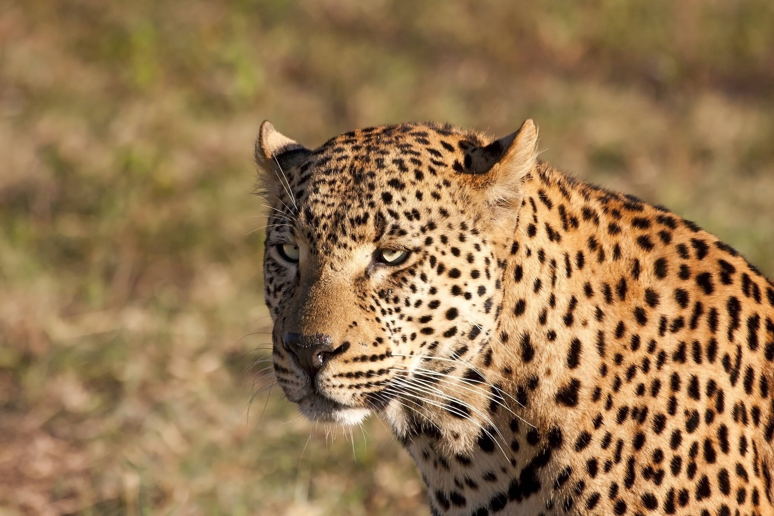 Close-up of an African leopard