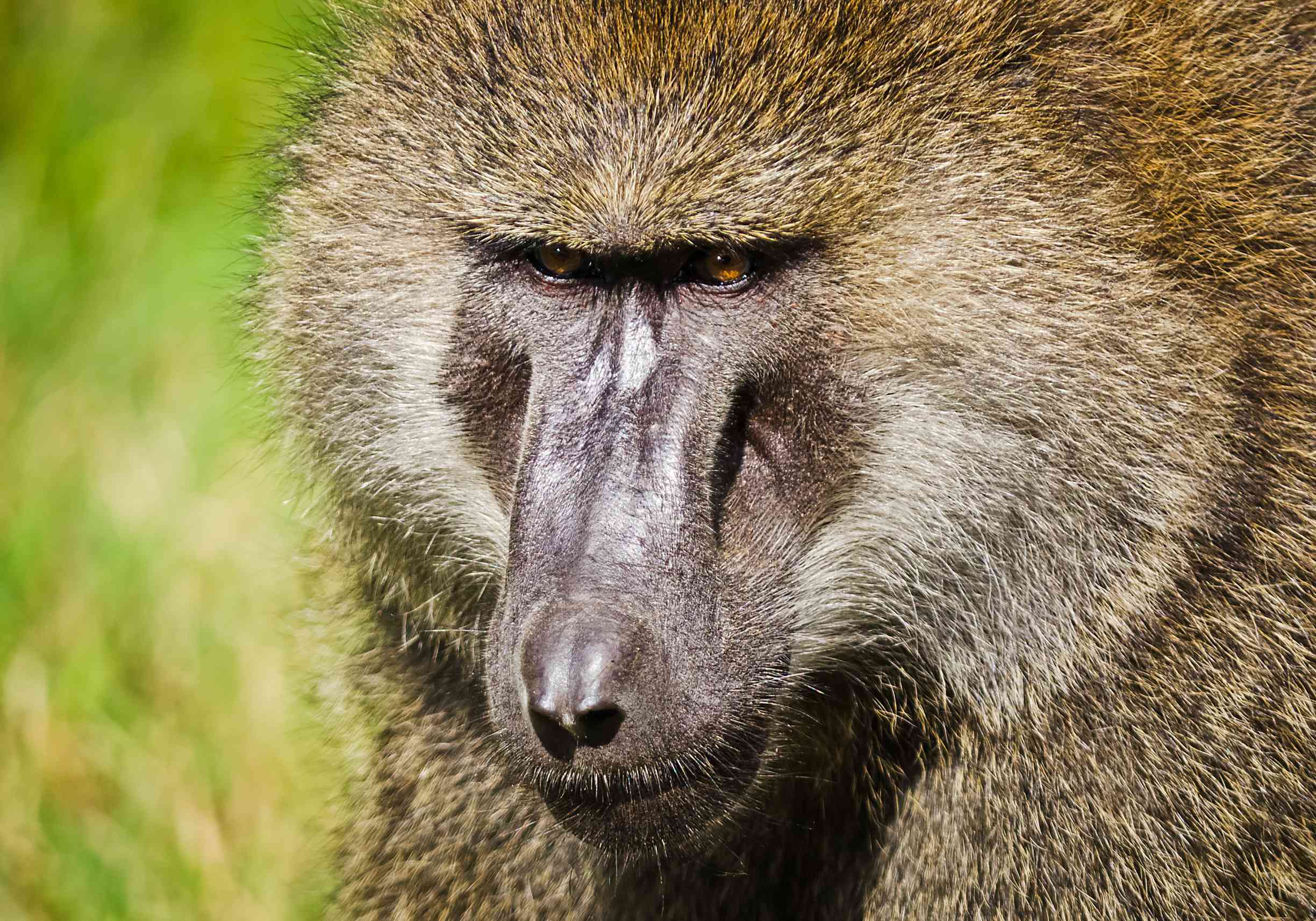Close-up of an olive baboon