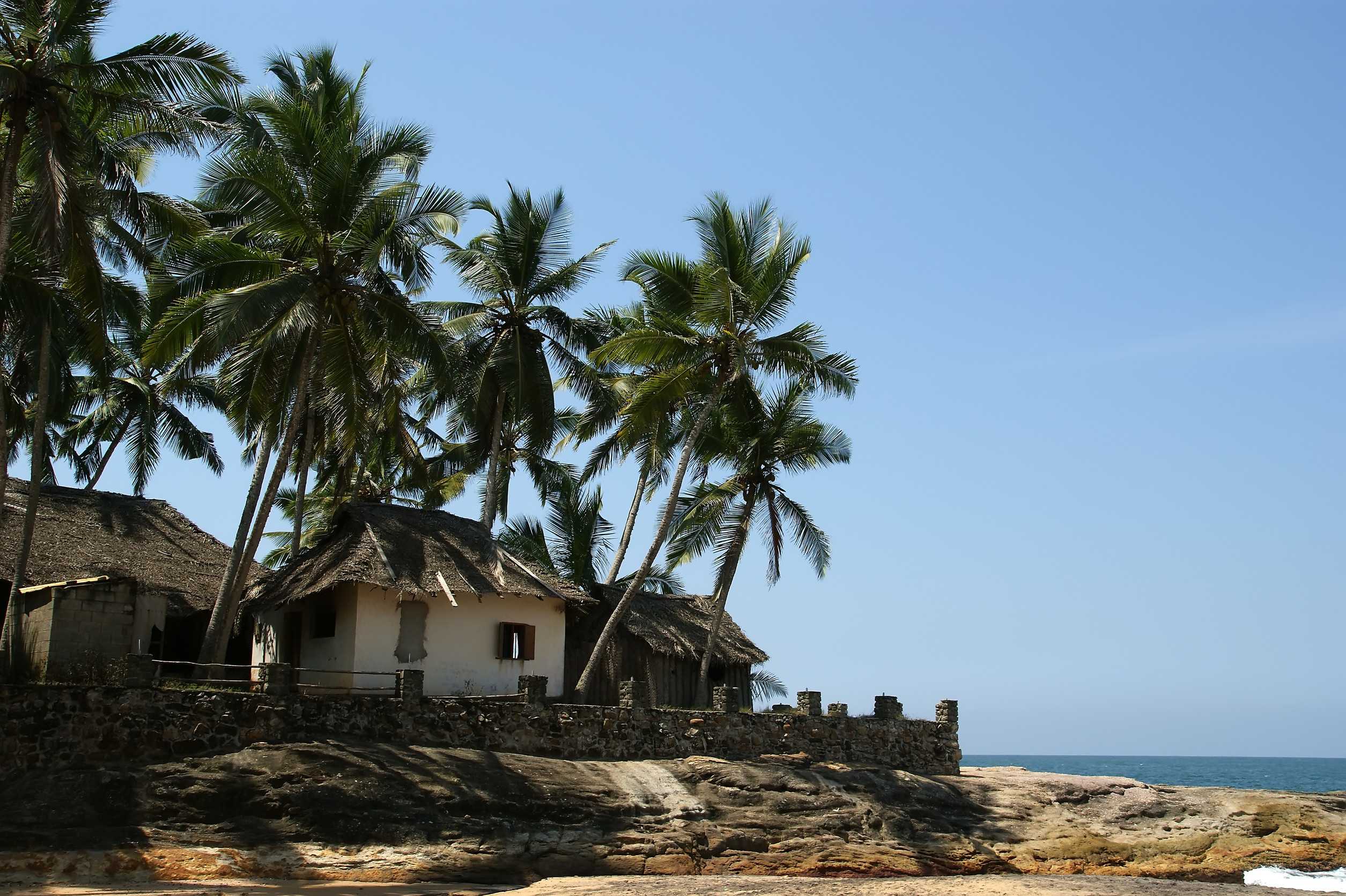 Coconut Palms On The Ocean Shore