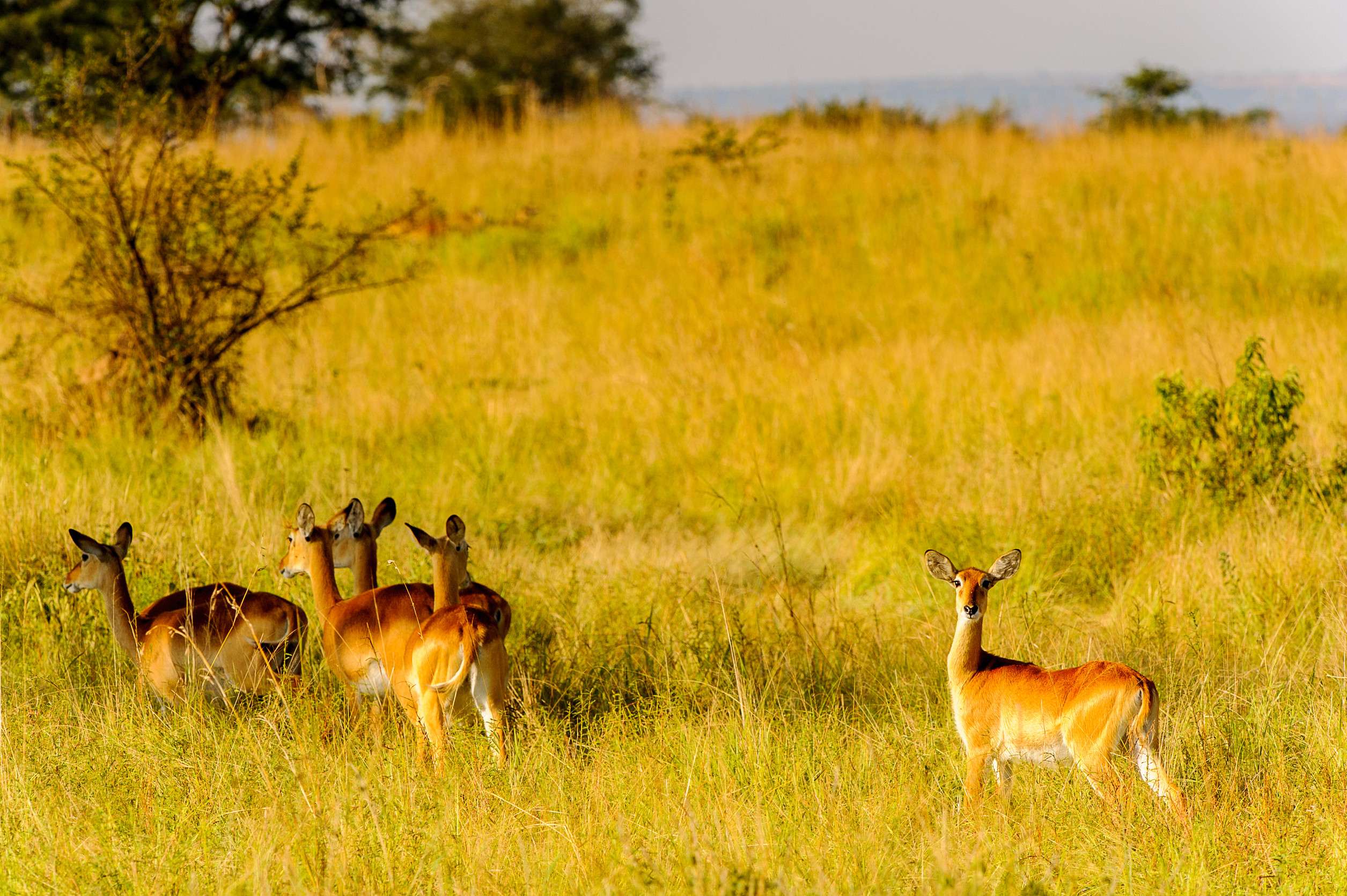 Flock Of African Antelopes