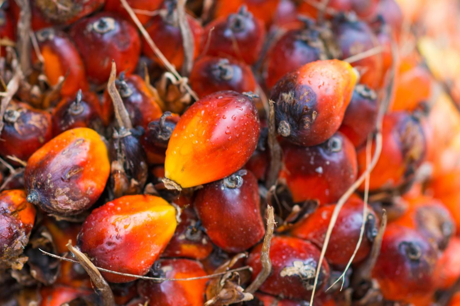 Fresh Palm Oil Fruits Red Orange Bunch