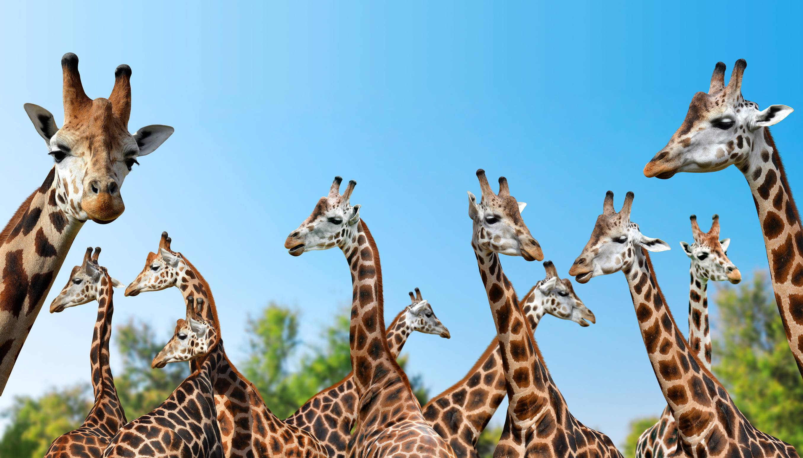 Herd Of Giraffes In The Background Blue Sky