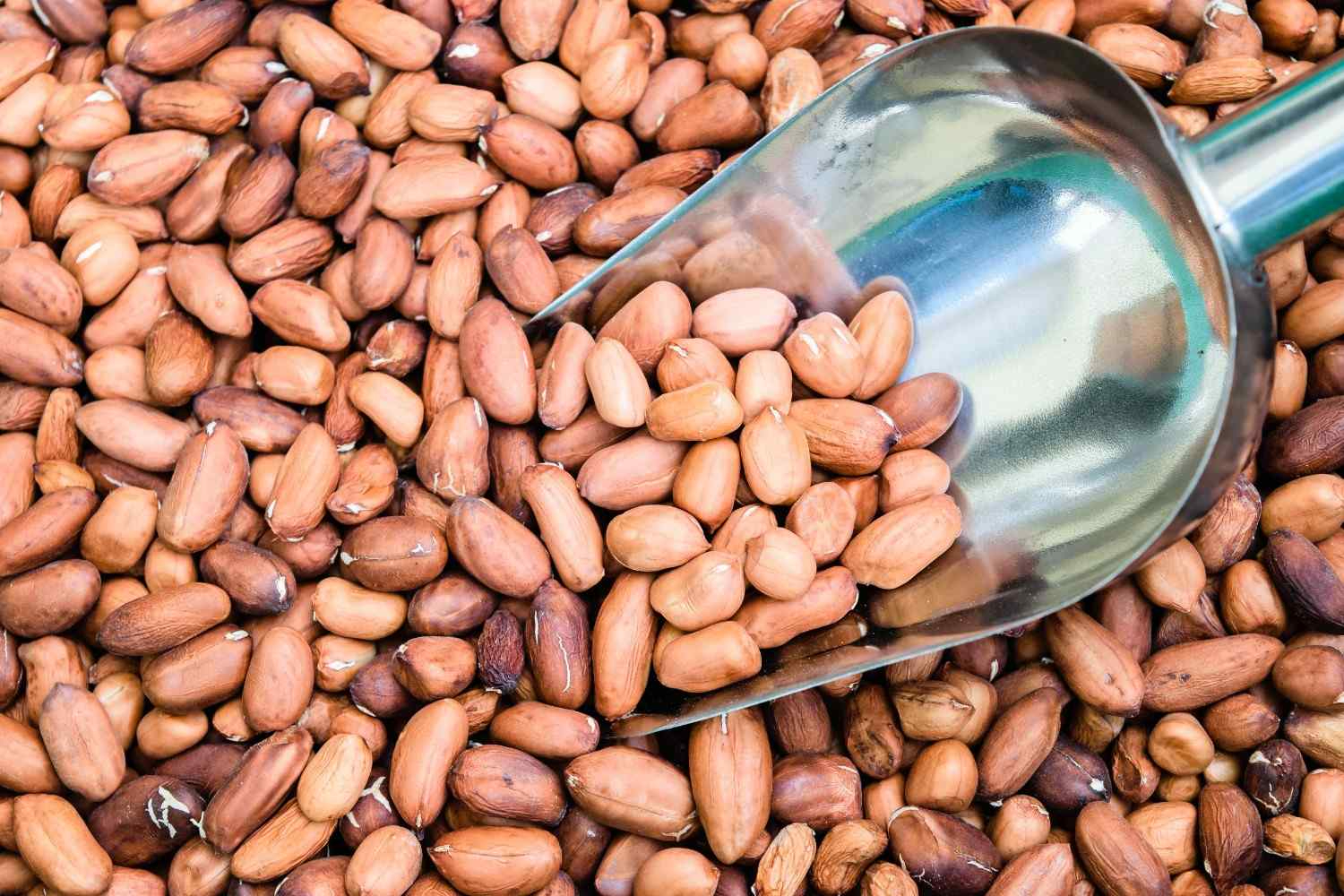 Raw Peanuts With Metal Scoop Closeup