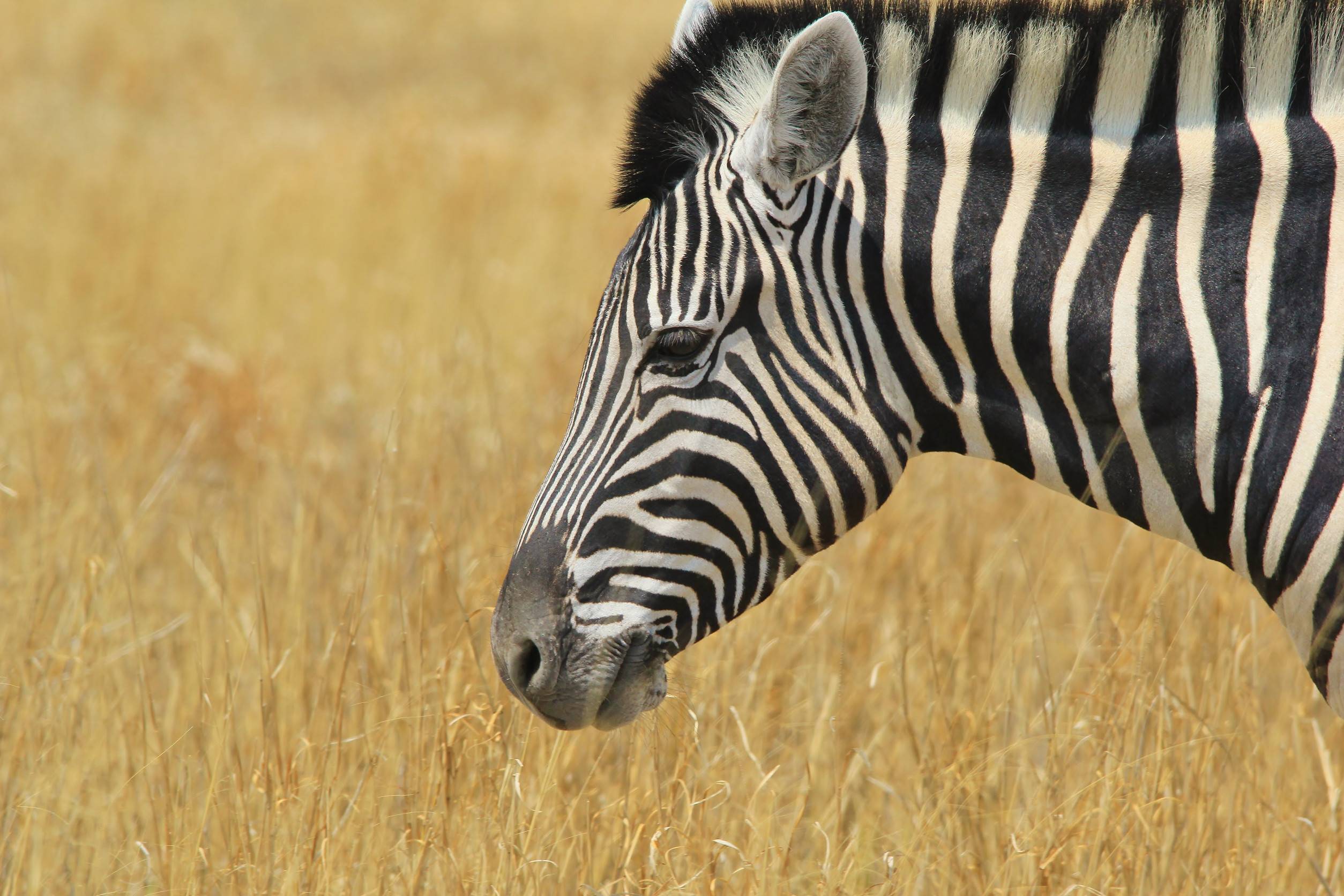 Zebra standing in dry grassland
